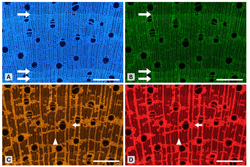 C&eacute;lulas dos an&eacute;is de crescimento em plantas pequenas sob diferentes filtros de cor