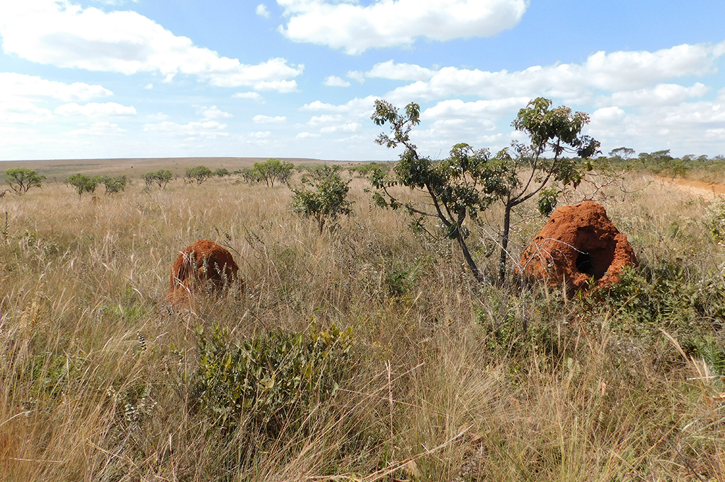 Fotografia de um campo seco Cerrado-Serra da Canastra.