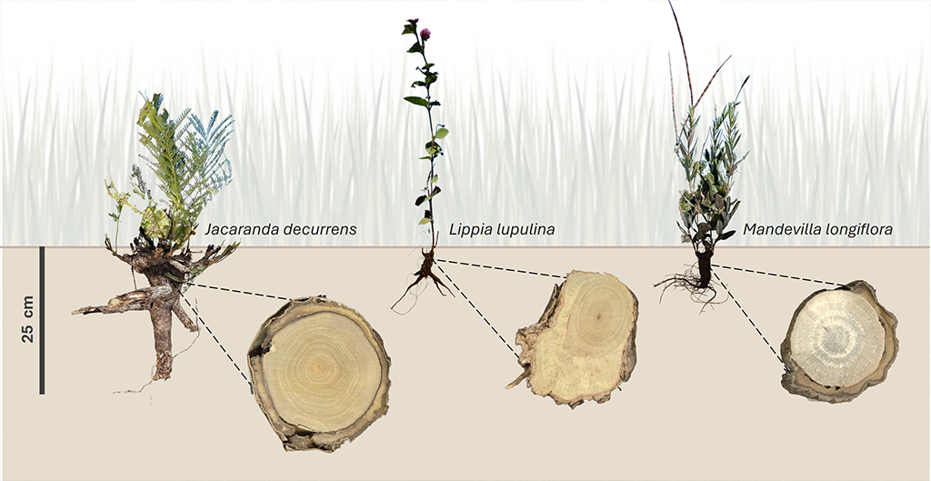 3001-plantas-layout_site3