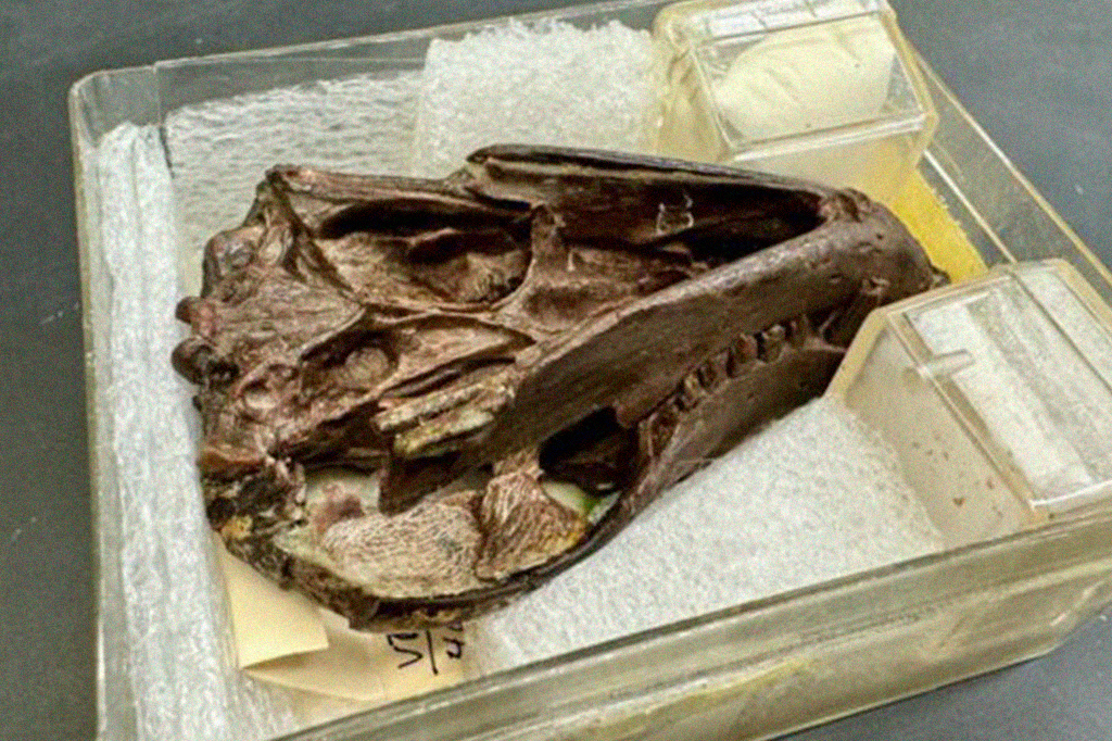 Fotografia da Espécime fóssil do crânio e mandíbula de Thrinaxodon utilizado no estudo.