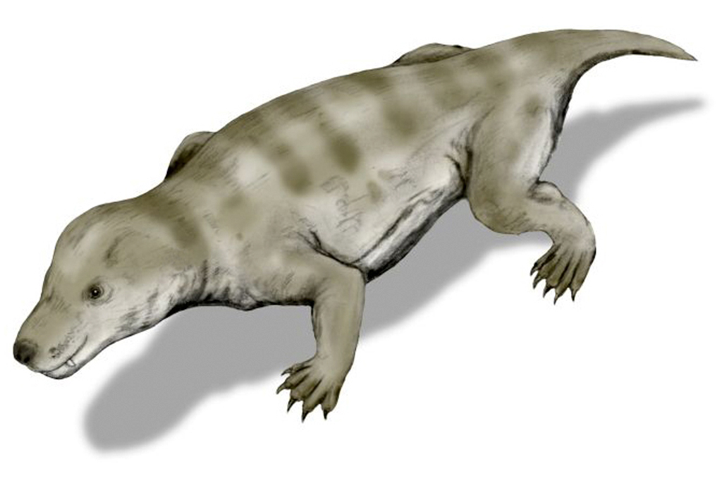 Ilustra&ccedil;&atilde;o de um Thrinaxodon liorhinus, um cinodonte do in&iacute;cio do Tri&aacute;ssico da &Aacute;frica do Sul, desenho a l&aacute;pis, baseado no esqueleto de Kemp (1982).