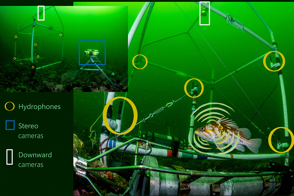 Matriz de localiza&ccedil;&atilde;o com visualiza&ccedil;&atilde;o do peixe-rocha-cobre (Sebastes caurinus) vocalizando pr&oacute;ximo a hidrofones.