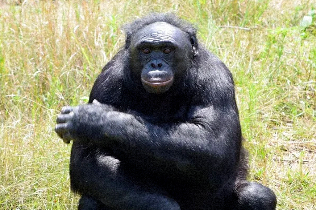 Imagem do chimpanzé Kenzi.