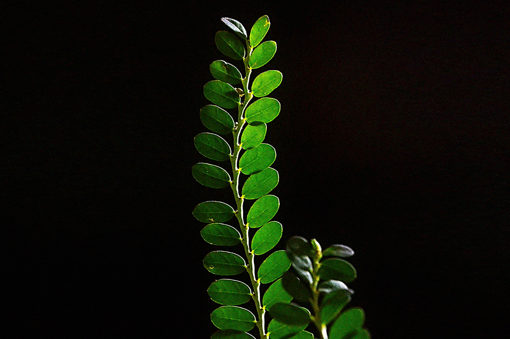 Fotografia da planta Phyllanthus niruri contra fundo preto.