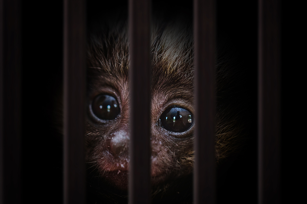 Fotografia de jovem macaco dentro de uma gaiola de madeira.