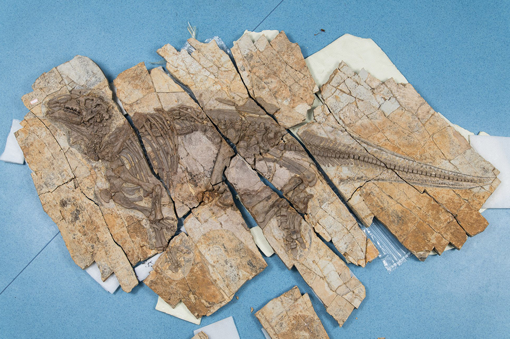 Fotografia do esqueleto bem preservado de Haolong dongi, apelidado de 