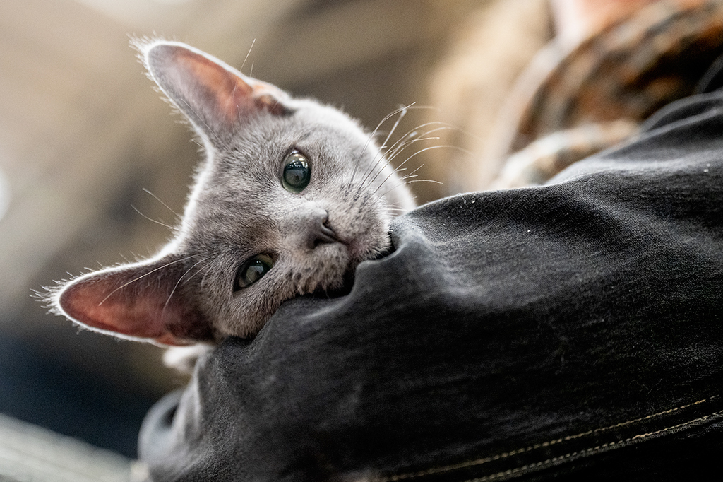 Um gato com a cabeça repousada sobre os braços de uma pessoa.