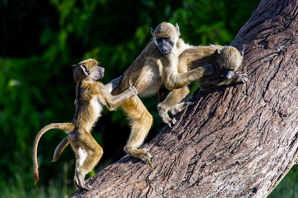 Fotografia de três babuínos brincando de lutar em um tronco de árvore.