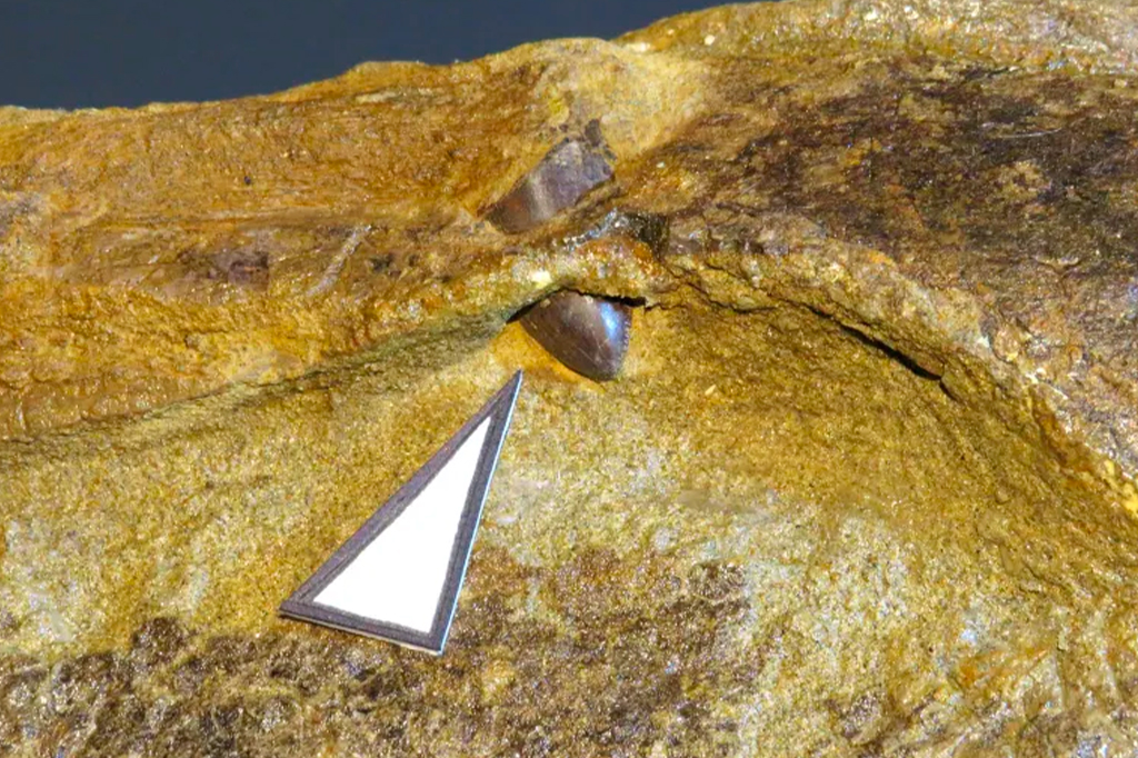 Fotografia do dente de Tiranossauro.