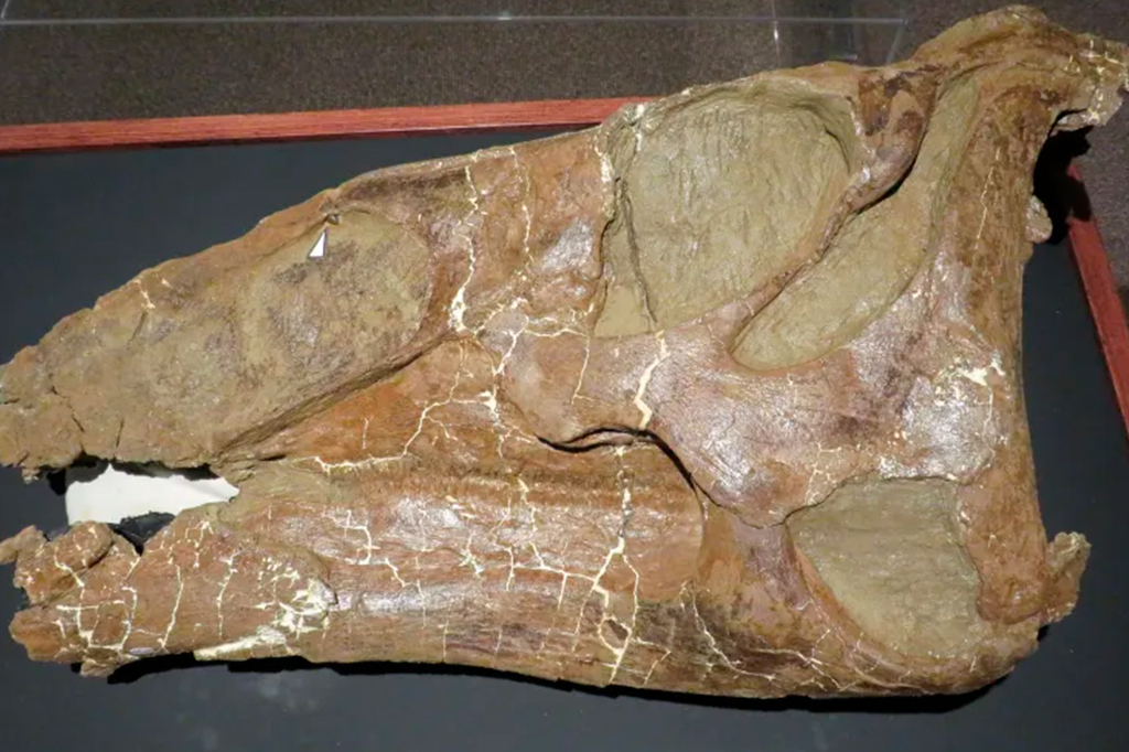 Fotografia do Cr&acirc;nio completo de Edmontosaurus . O tri&acirc;ngulo indica onde o dente est&aacute; inserido.