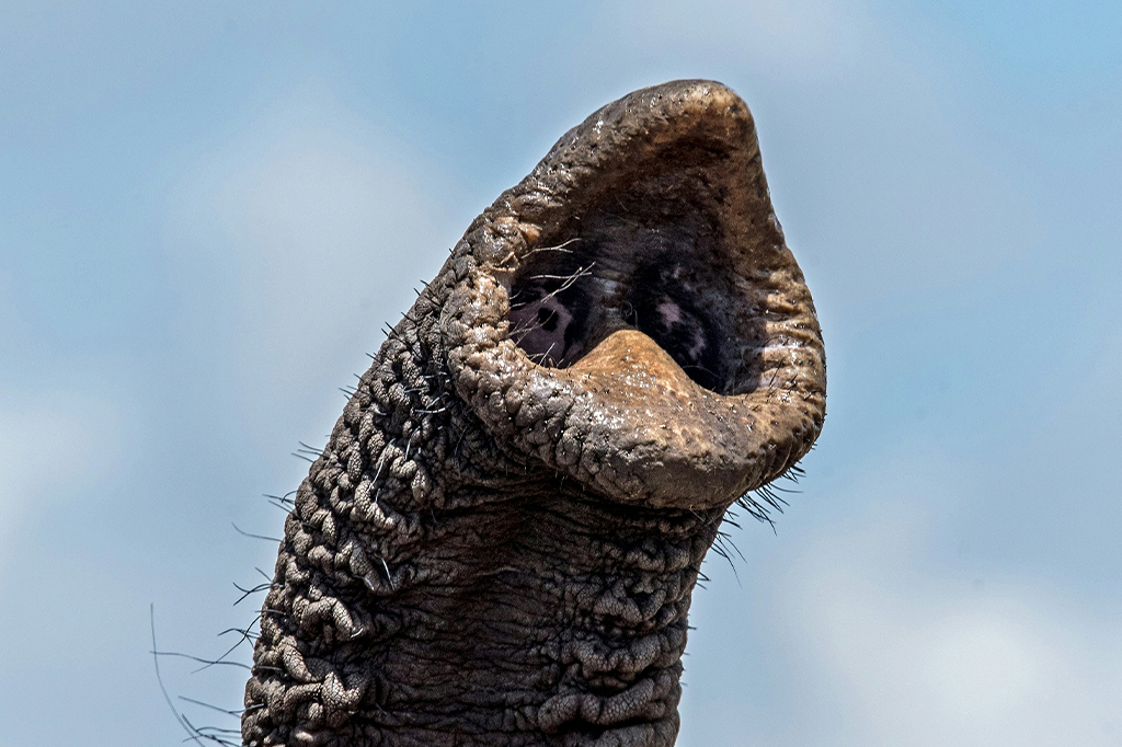 Fotografia do nariz do elefante.