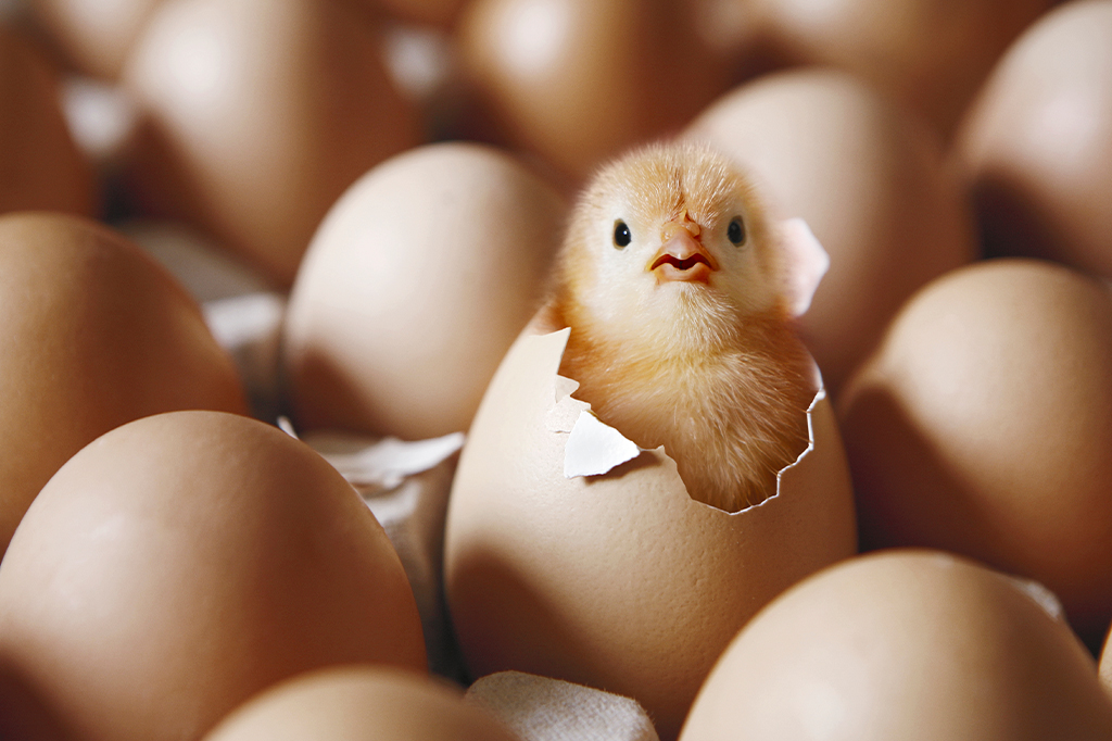 Fotografia de um pintinho saindo do ovo.