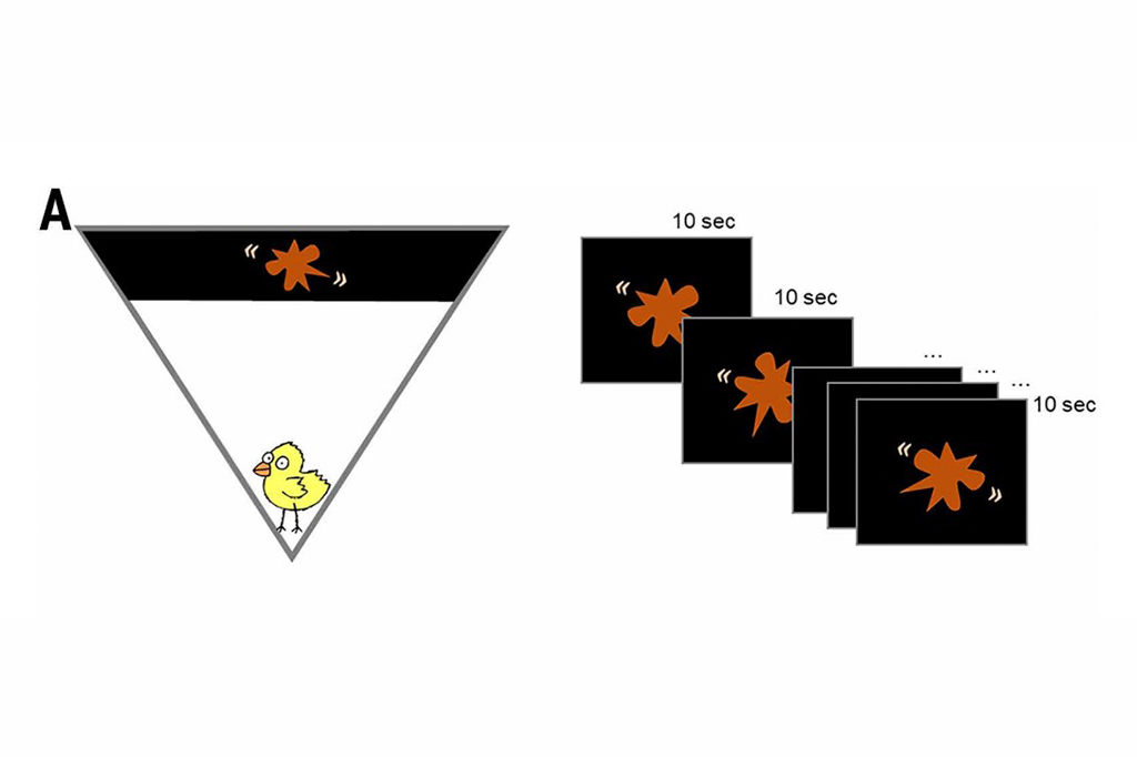 Ilustra&ccedil;&atilde;o dos experimentos Bouba-kiki em pintinhos
