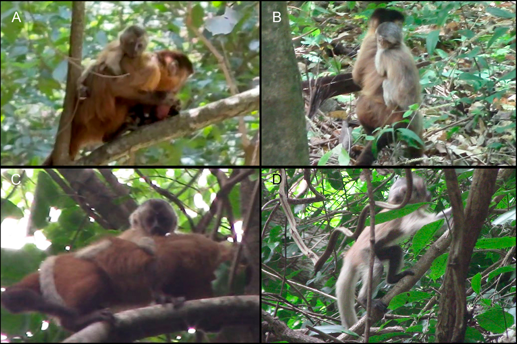Fotografia de um filhote leuc&iacute;stico de macaco-prego-barbudo (Sapajus libidinosus) do Parque Nacional de Ubajara e sua m&atilde;e. Ele tem membros e cauda com colora&ccedil;&atilde;o esbranqui&ccedil;ada, diferente do padr&atilde;o de colora&ccedil;&atilde;o da pelagem da m&atilde;e