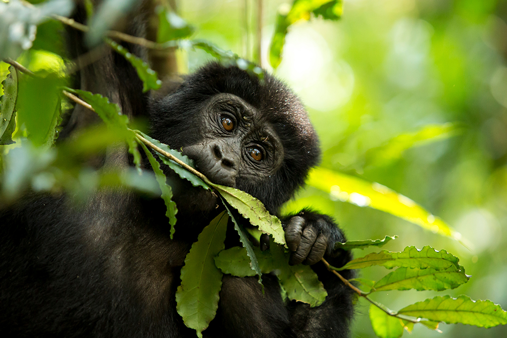 Fotografia de um chimpanzé comendo planta na floresta.