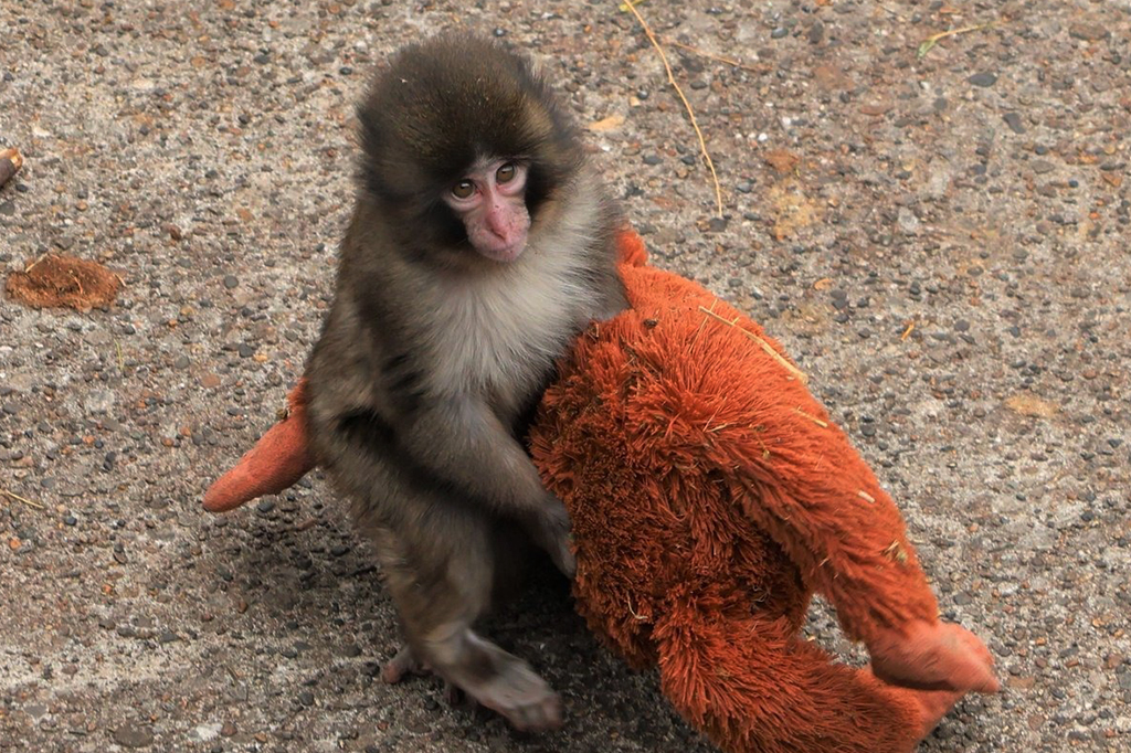 Fotografia do macaquinho Punch.