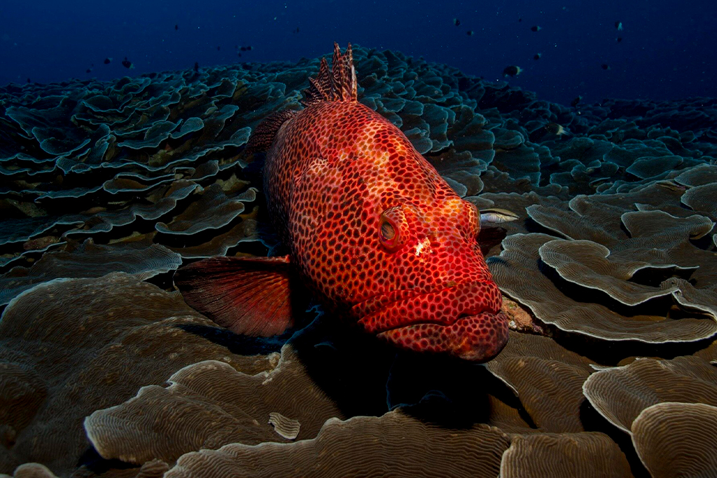 Fotografia do Peixe, Garoupa, Vermelho.