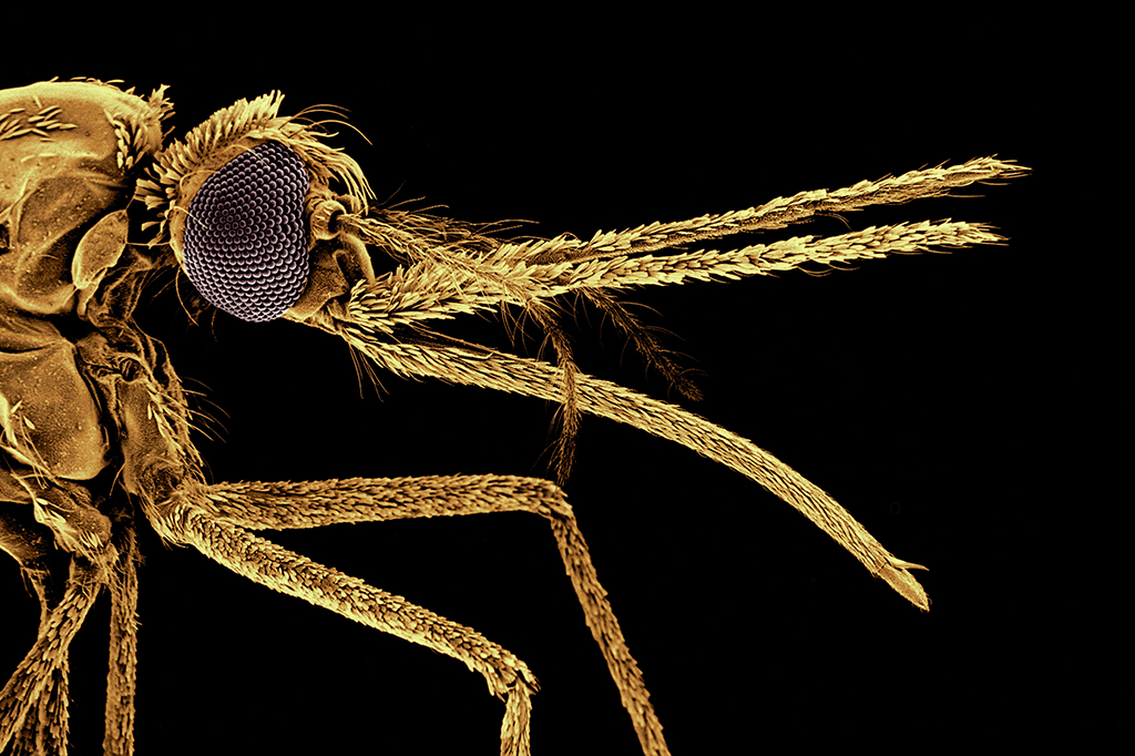 Fotografia da espécie de mosquito Anopheles, portador do parasita da malária x20.