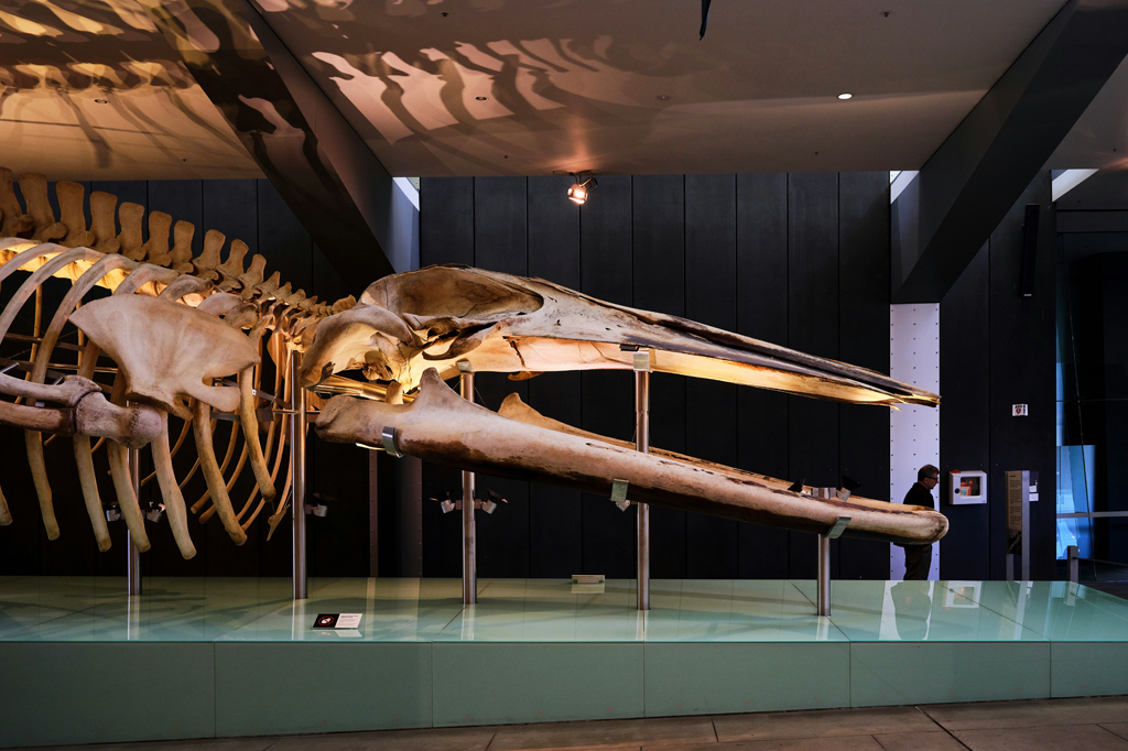 Imagem de um enorme esqueleto de baleia azul exposto num museu.