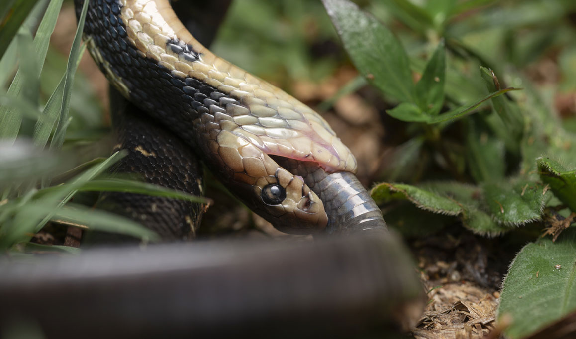 Registro de cobra da espécie Naja atra comendo outra cobra.