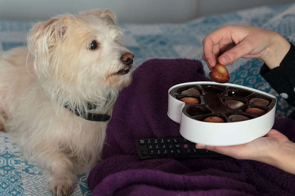 Fotografia de um cachorro olhando uma mulher comer uma caixa de chocolates.