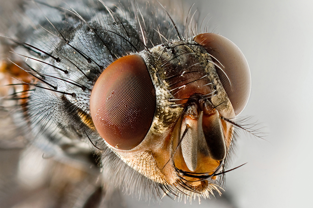 Fotografia de uma Mosca sarcosaprófaga.