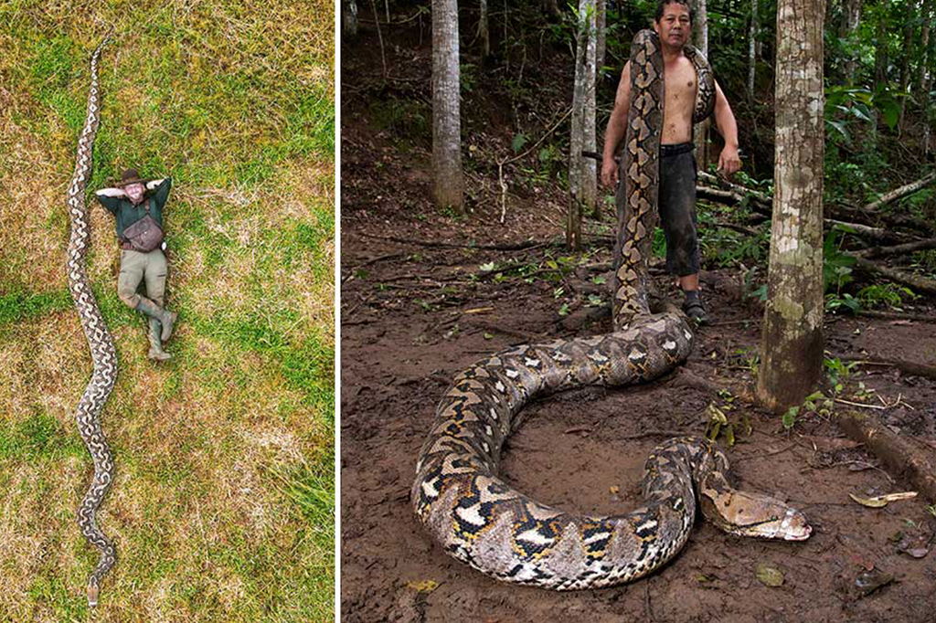 Fotografia da uma fêmea gigante de píton-reticulada (Malayopython reticulatus) descoberta na região de Maros, em Sulawesi, Indonésia