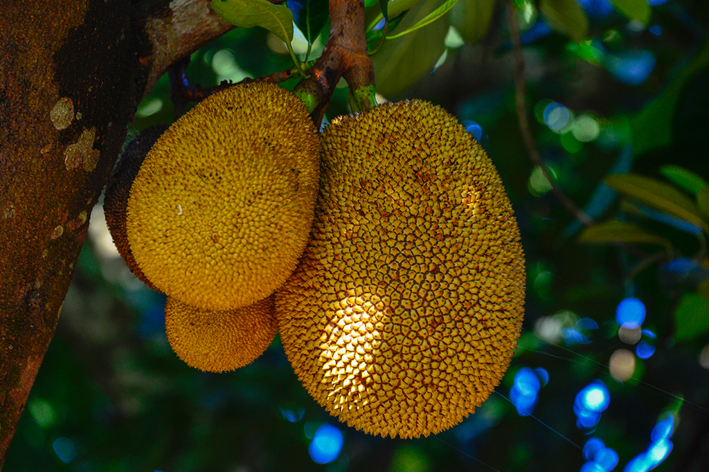 Fotografia de três jacas.
