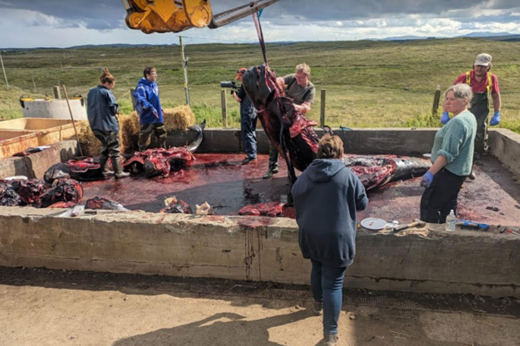 Fotografia do local de necropsia no centro de descarte de res&iacute;duos de Stornoway. O local gentilmente permitiu que a equipe da SMASS reaproveitasse uma bacia de conten&ccedil;&atilde;o de &oacute;leo para as necropsias.
