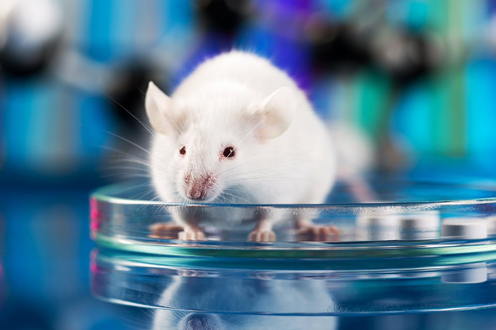 Fotografia de um rato de laboratório em cima de uma placa de Petri.