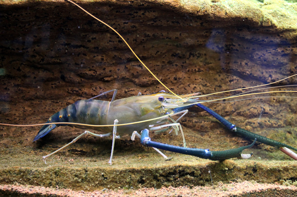 Fotografia da espécie Macrobrachium rosenbergii é nativa da região do Indo-Pacífico.