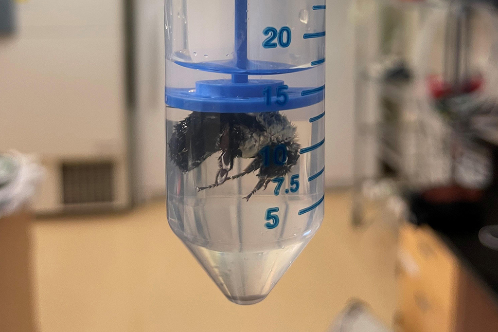 Fotografia de uma abelha rainha em um tubo com água.