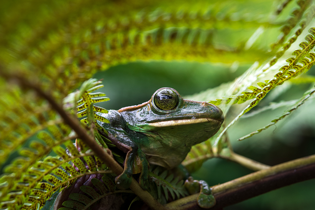 Fotografia de um sapo.
