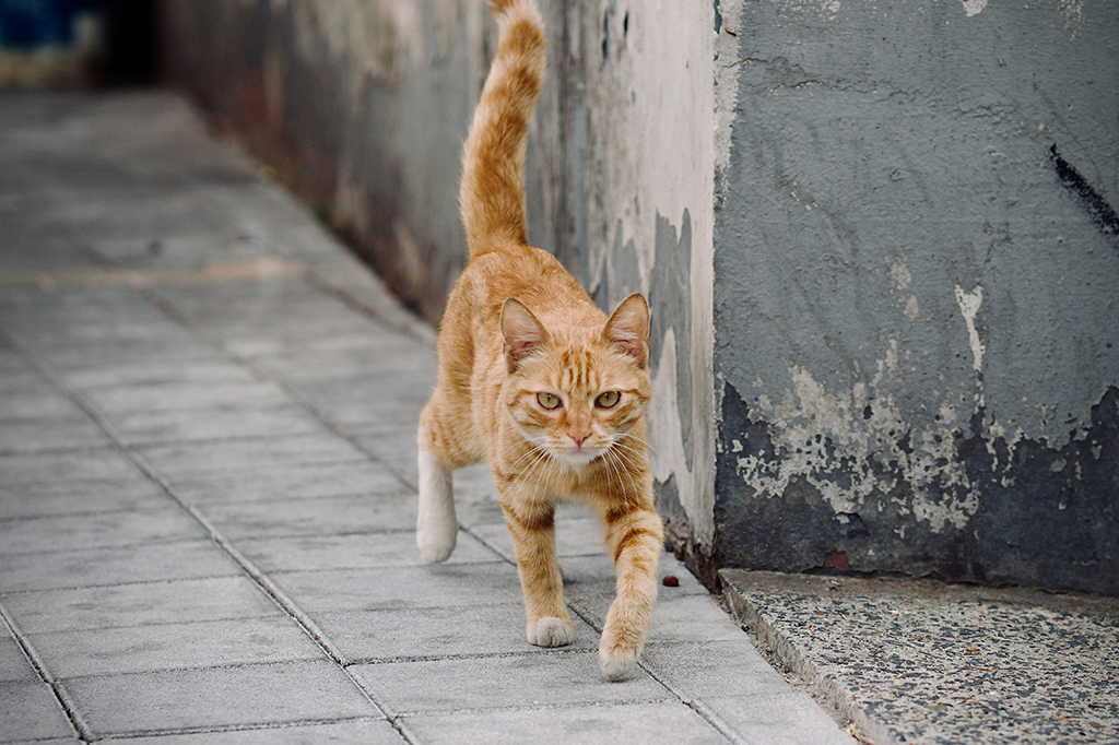 Fotografia de um gatinho laranja andando na rua.