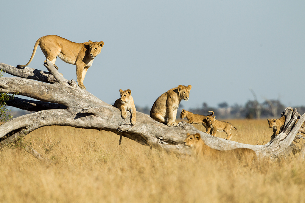 1703-animais-layout_site