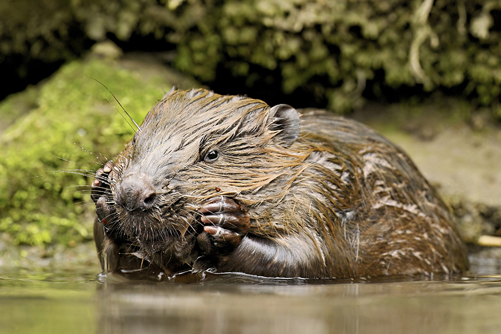Fotografia de um castor nadando.