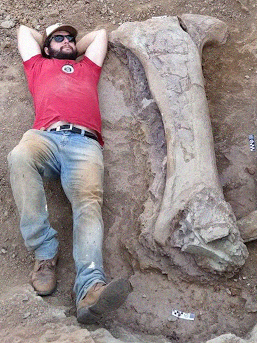 Fotografia da dimens&atilde;o gigantesca do dinossauro encontrado, o paleont&oacute;logo da UFSM Leonardo Kerber deita-se ao lado de um dos f&oacute;sseis escavados no Maranh&atilde;o