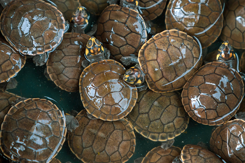 Fotografia de várias tartarugas.