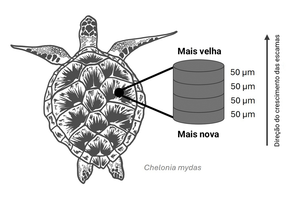 Ilustra&ccedil;&atilde;o da Radiocarbono de bombas at&ocirc;micas revela a din&acirc;mica de crescimento da queratina em tartarugas-cabe&ccedil;udas (Caretta caretta) e tartarugas-verdes (Chelonia mydas).