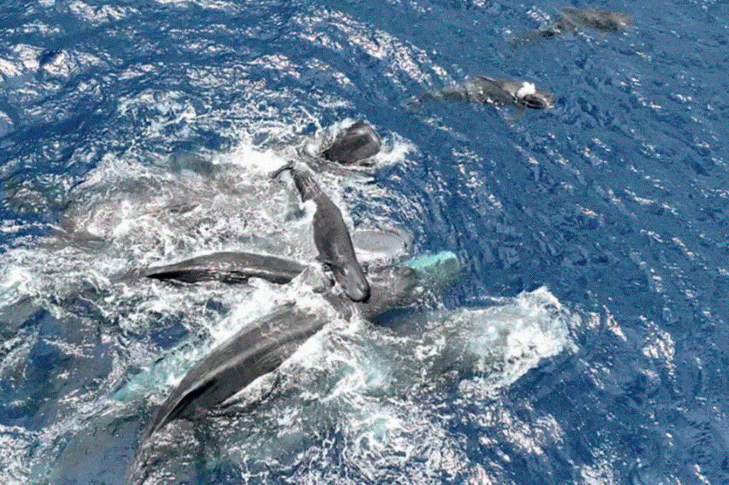 Fotografia do nascimento de uma Baleia Cachalote.
