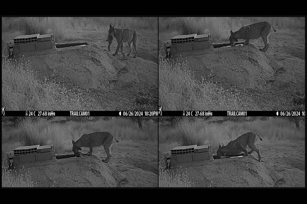 Fotografia de um felino dando banho em uma das suas presas antes de comê-la.