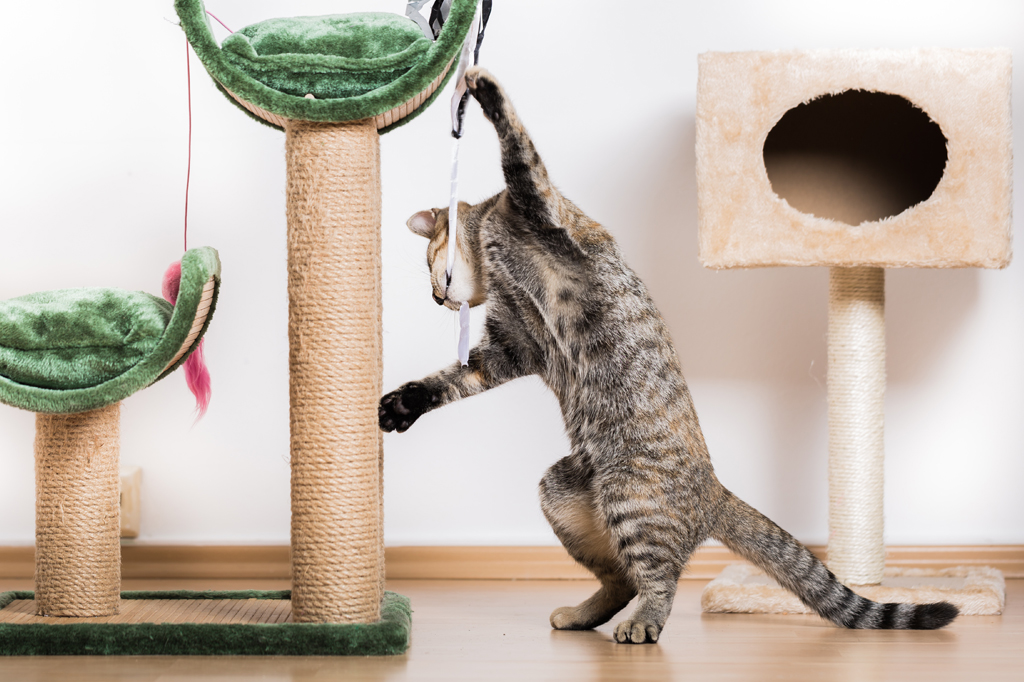 Imagem de um gato malhado brincando num playground feito para gatos.