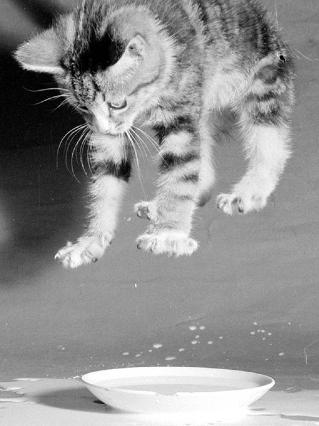 cropped-1103-gatos-layout_site.jpg