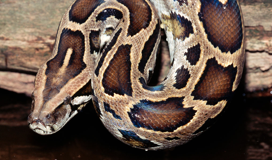 Foto de uma píton birmanesa.