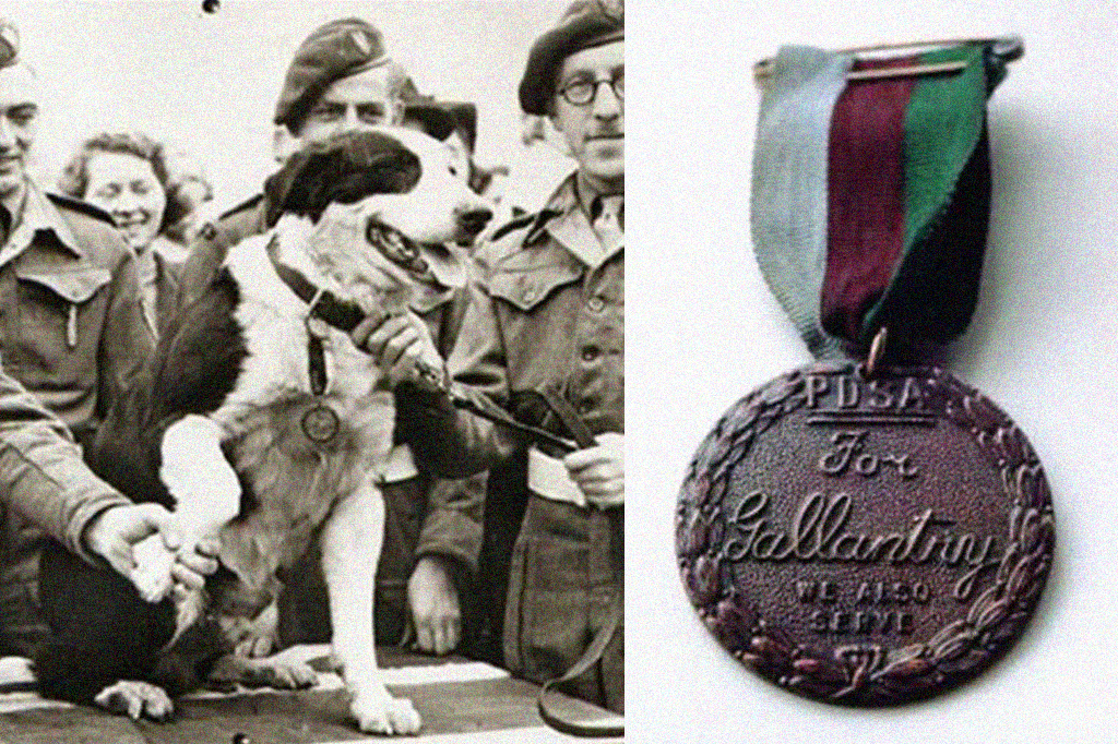 Fotografia do Rob, o Collie, recebendo sua medalha, ao lado a fotografia da medalha.