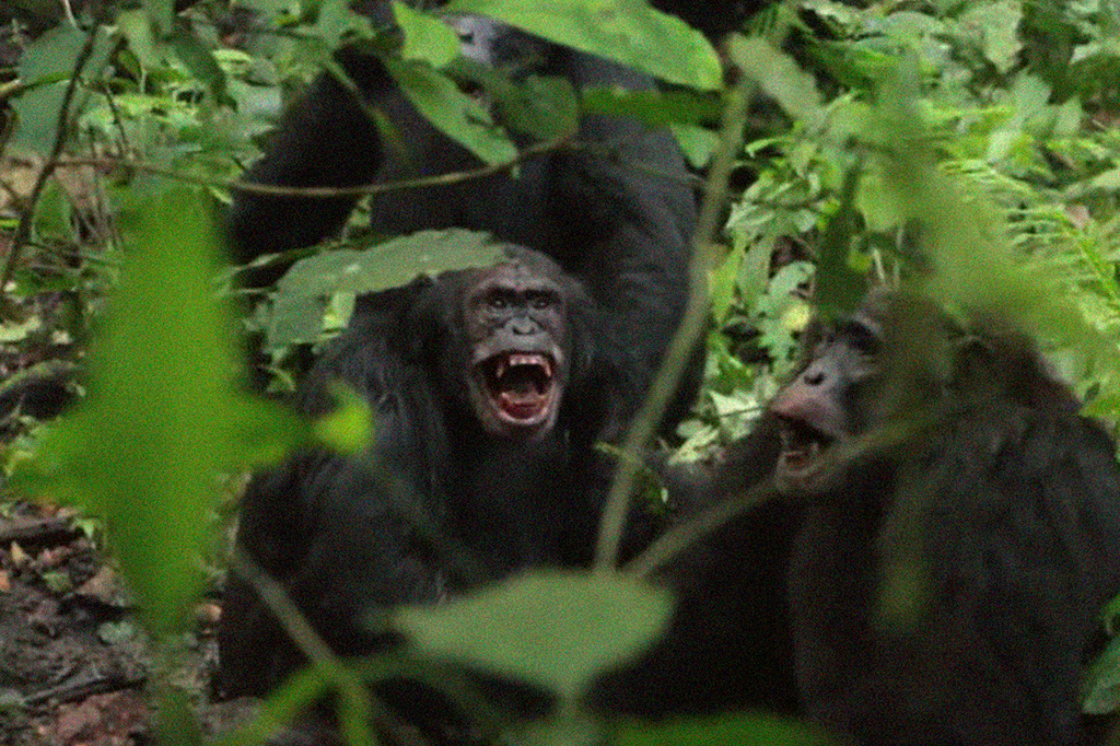 Fotografia de tribos selvagens de chimpanzés brigando.
