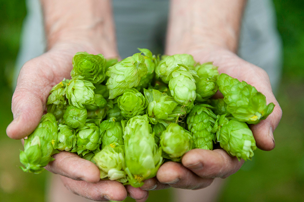 Fotografia das flores da planta l&uacute;pulo, Humulus lupulus.
