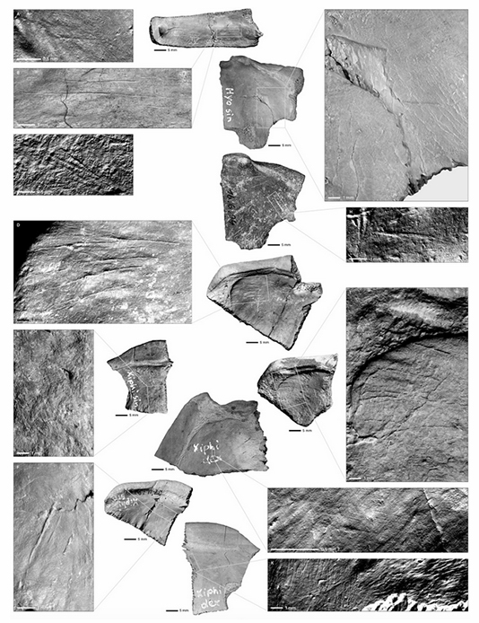Imagens de 4 Marcas de corte em restos de E. orbicularis de Neumark-Nord 1 (com n&uacute;meros de descoberta na legenda). Marcas de corte em fragmentos da Carapa&ccedil;a: A. Pleurale V dex., 87:300, 226/228; B. Pleurale IV dex., NN87:300, 708; C. Pleurale VI dex., sem n&uacute;mero de descoberta. Marcas de corte em fragmentos do Plastron: D. Xiphiplastron sin., 87:300, 314; E. Xiphiplastron sin., 87:300, 696; F. Xiphiplastron sin., 87:300, 18/20; G. Hyoplastron sin., 87:300, 175; H. Hyoplastron sin., 16-06-94; I. Xiphiplastron dex., 92:909, NN38; J. Xiphiplastron dex., 87:300, 652; K. Xiphiplastron dex., 87:300, 242. Imagens obtidas por meio de digitaliza&ccedil;&otilde;es 3D de alta resolu&ccedil;&atilde;o (LIM ToolScan R360).