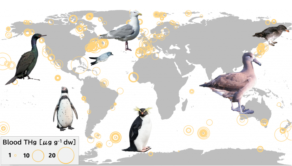 Gr&aacute;fico da an&aacute;lise baseada em amostras de sangue de mais de 11.000 aves marinhas, a primeira estimativa biologicamente derivada da distribui&ccedil;&atilde;o de merc&uacute;rio nos oceanos.