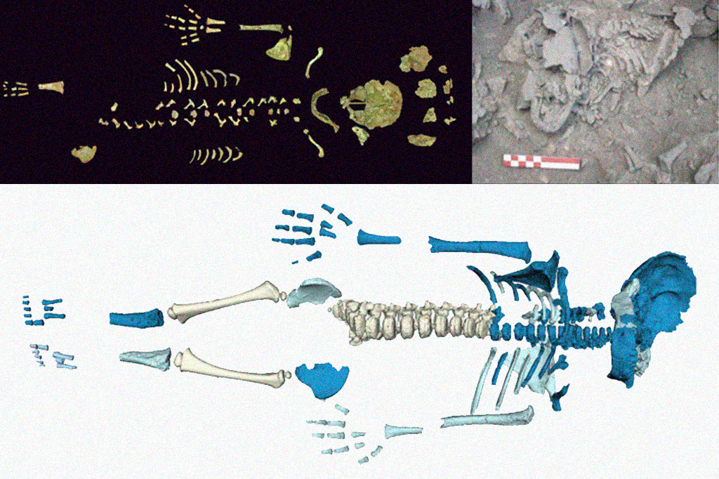 Fotografias de um Crescimento acelerado em um bebê neandertal da caverna de Amud.